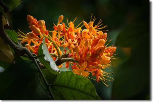 无忧花的繁殖方法详细介绍 这么给无忧花繁殖你会了没