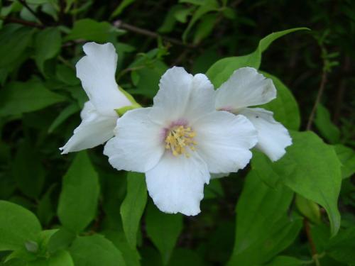 ɽ÷̫ƽʲô ԭɽ÷̫ƽô