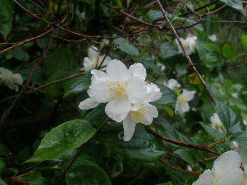 ɽ÷ķֳʽϸ  ôɽ÷ֳʵܼ򵥵Ŷ