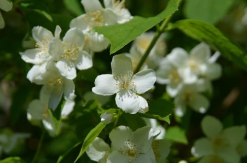 ɽ÷ķֳʽϸ  ôɽ÷ֳʵܼ򵥵Ŷ