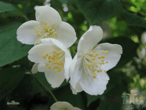 ɽ÷ķֳʽϸ  ôɽ÷ֳʵܼ򵥵Ŷ