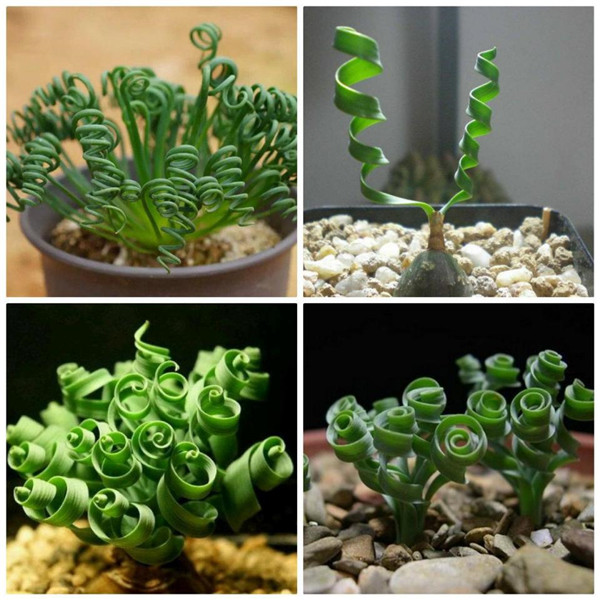 弹簧草适合室内养殖吗 你知道弹簧草的家居摆放风水吗