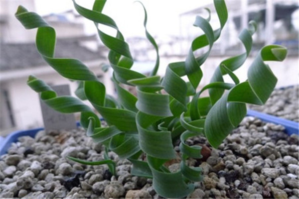 弹簧草适合室内养殖吗 你知道弹簧草的家居摆放风水吗