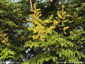 ����Ǥ�己ֳ������ϸ����  ��ô������Ǥ����ʵ�ܼ�