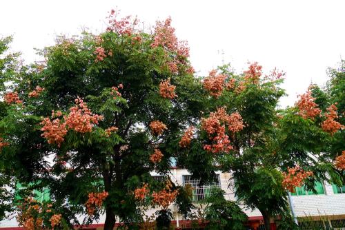 ����Ǥ�己ֳ������ϸ����  ��ô������Ǥ����ʵ�ܼ�