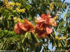 栾树播种繁殖方法方法介绍 这么给栾树播种就好了