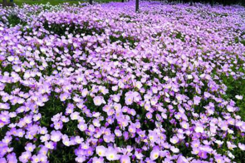 ¼ôúã⼸¼ԽԽïʢ