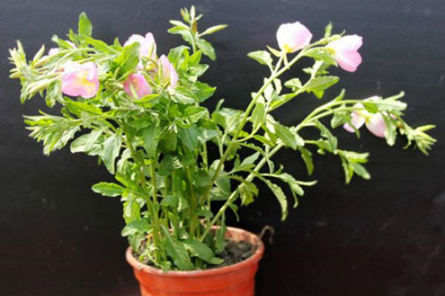 ¼ôúã⼸¼ԽԽïʢ