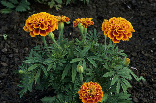 ���پ��ж�����Է��������� �������پ�Ҫע����Щ����