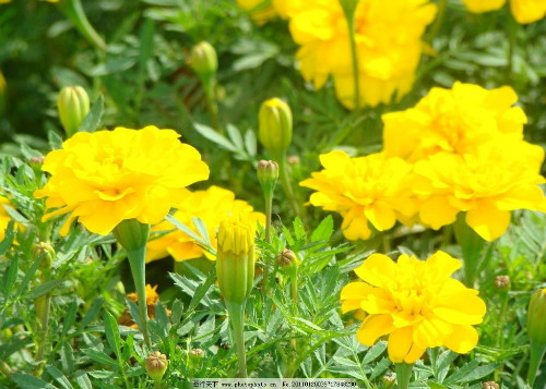 万寿菊为什么不开花 这样养万寿菊能快速开爆满盆