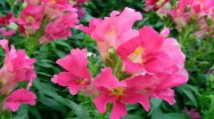 凤仙花怎么修剪能开花 凤仙花的修剪方法及技巧有这些