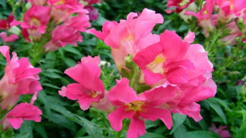 ���ɻ���ô�޼��ܿ���  ���ɻ����޼���������������Щ