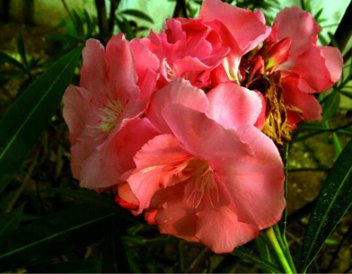 ���ɻ���ô�޼��ܿ���  ���ɻ����޼���������������Щ