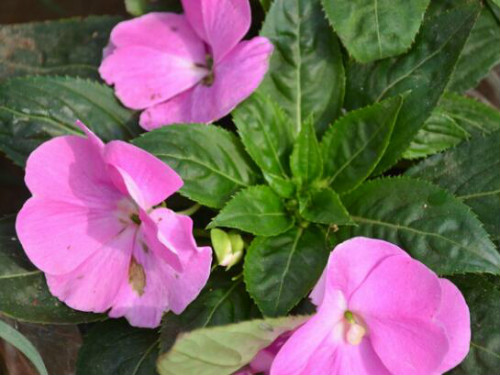 ���ɻ���ô�޼��ܿ���  ���ɻ����޼���������������Щ