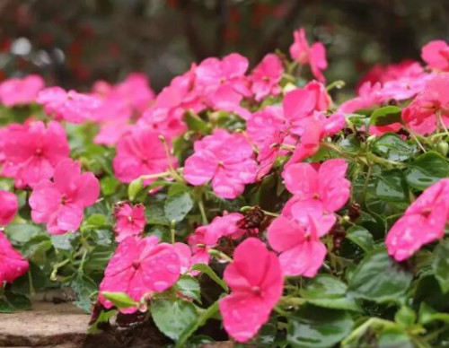 ���ɻ���ô�޼��ܿ���  ���ɻ����޼���������������Щ