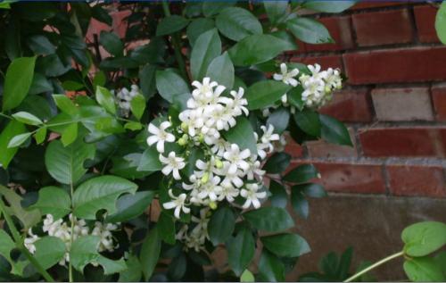 七里香怎么繁殖详细方法介绍 这么给七里香繁殖最简单