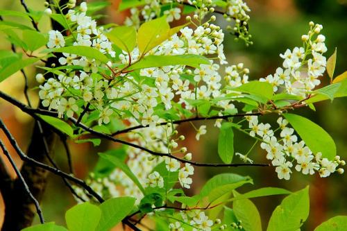 ����ַ�ֳ��������ô���� ��ô���������ѧ������