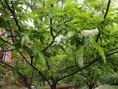 ����Ǥ�己ֳ������ϸ���� ԭ����ô������Ǥ��ܼ�