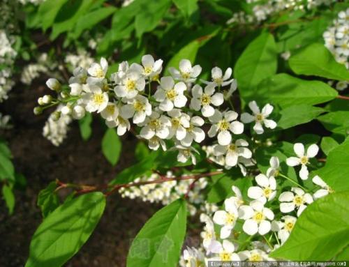 ����Ǥ�己ֳ������ϸ���� ԭ����ô������Ǥ��ܼ�