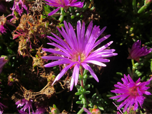 ��Ҷ�յĹ�Ч����������Щ���벻����Ҷ�պô����治��