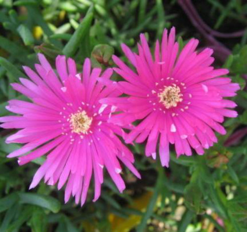 ��Ҷ�յĹ�Ч����������Щ���벻����Ҷ�պô����治��