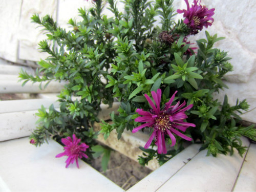 ��Ҷ�յĹ�Ч����������Щ���벻����Ҷ�պô����治��