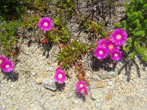 ��Ҷ�յĹ�Ч����������Щ���벻����Ҷ�պô����治��