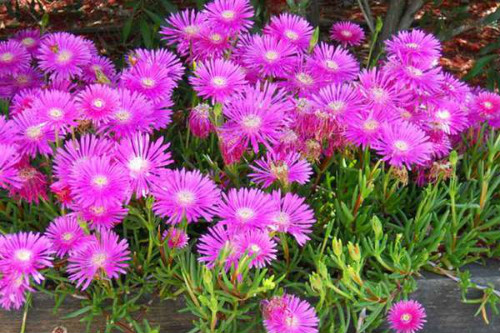 ��Ҷ���ж����ʺ��������𣿼�����Ҷ��ע���������