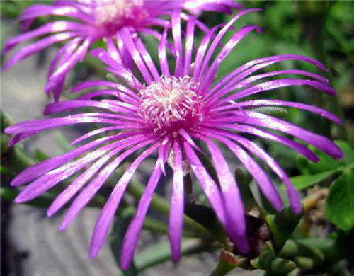 ��Ҷ���ж����ʺ��������𣿼�����Ҷ��ע���������