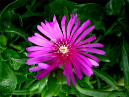 ��Ҷ���ж����ʺ��������𣿼�����Ҷ��ע���������