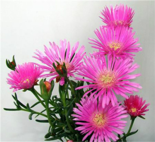 ��Ҷ���ж����ʺ��������𣿼�����Ҷ��ע���������