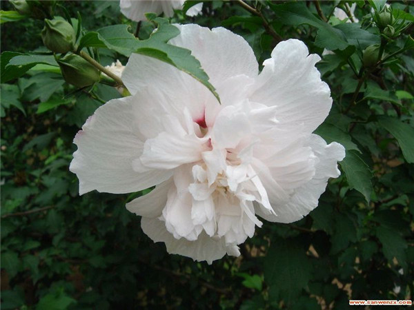 ����ľ�Ȼ���ô�޼� ������ľ�Ȼ������޼����Դ�����