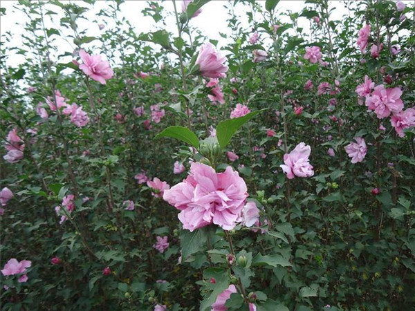 ����ľ�Ȼ���ô�޼� ������ľ�Ȼ������޼����Դ�����