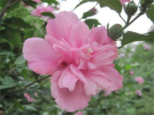 ����ľ�Ȼ���ô�޼� ������ľ�Ȼ������޼����Դ�����