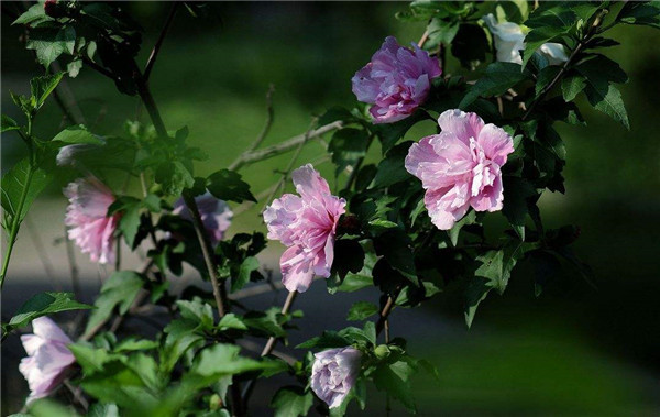 ����ľ�Ȼ���ô�޼� ������ľ�Ȼ������޼����Դ�����