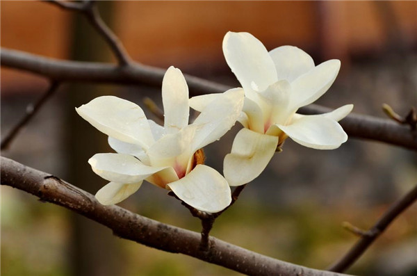 ������Ҷ�ݻ���ô�� ������������Щԭ���µ�Ŷ