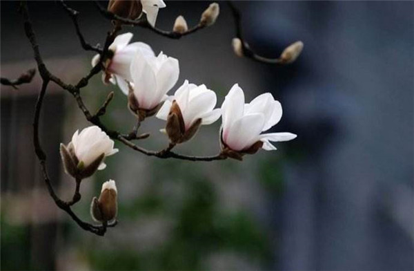 ������Ҷ�ݻ���ô�� ������������Щԭ���µ�Ŷ