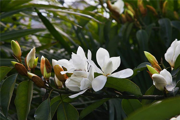 ������Ҷ�ݻ���ô�� ������������Щԭ���µ�Ŷ