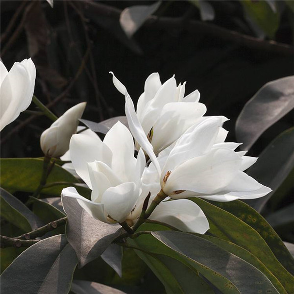 ������Ҷ�ݻ���ô�� ������������Щԭ���µ�Ŷ