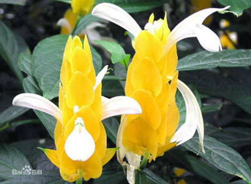 ������ж��������������� ���������ע���������