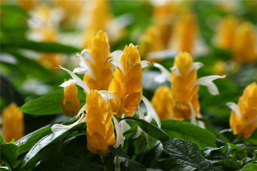 ������ж��������������� ���������ע���������