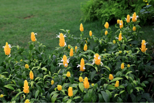 �������ʲô���� û�뵽������ĺô����治��