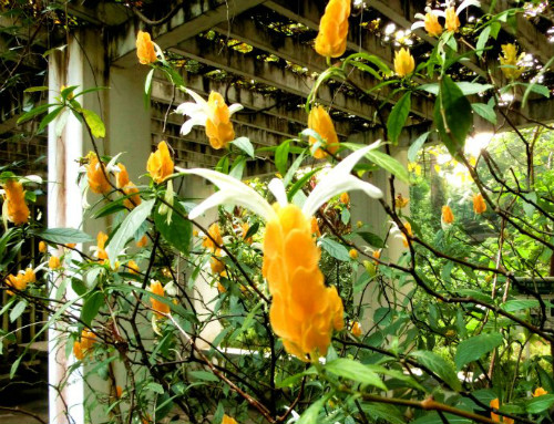 金苞花有什么作用 没想到金苞花的好处可真不少