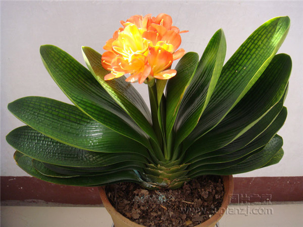 夏天君子兰怎么养最好 掌握这几招就可以让君子兰安全度夏