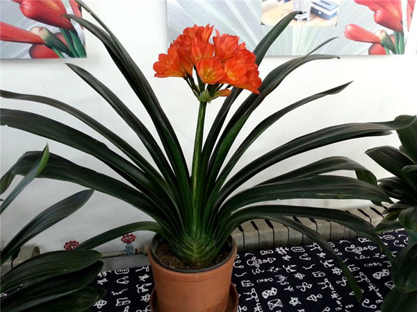 夏天君子兰怎么养最好 掌握这几招就可以让君子兰安全度夏