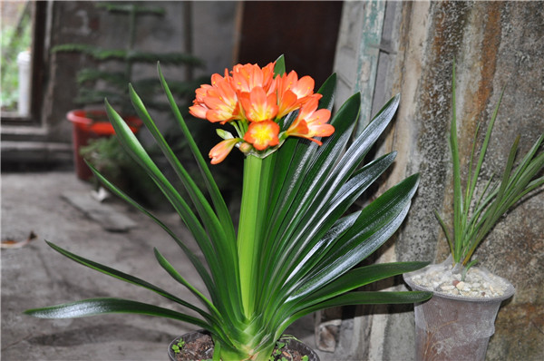 夏天君子兰怎么养最好 掌握这几招就可以让君子兰安全度夏