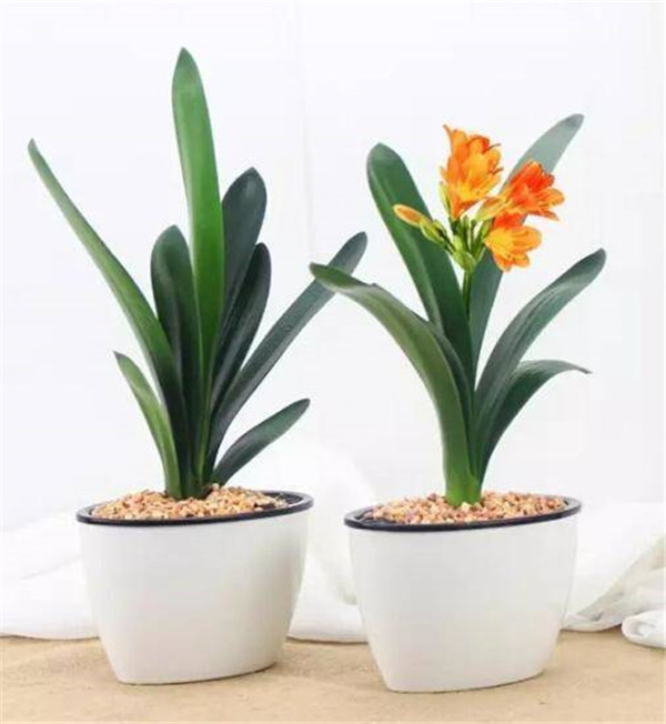 夏天君子兰怎么养最好 掌握这几招就可以让君子兰安全度夏