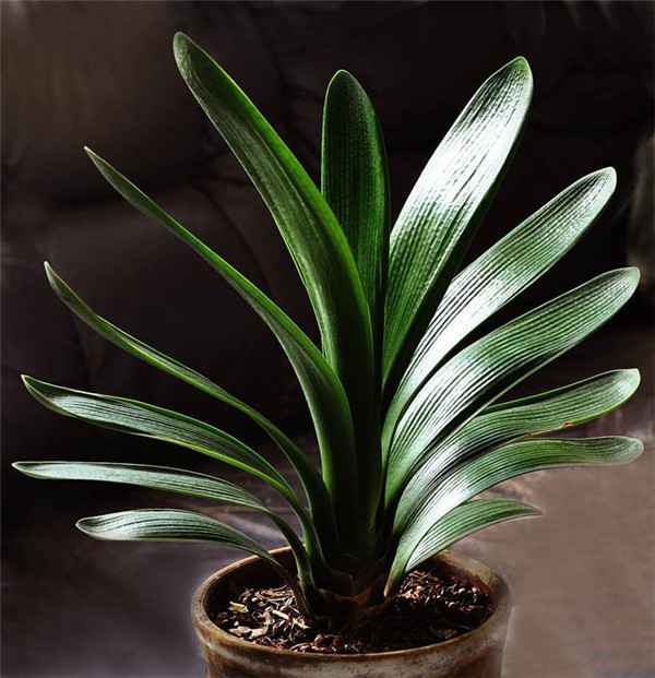 夏天君子兰怎么养最好 掌握这几招就可以让君子兰安全度夏