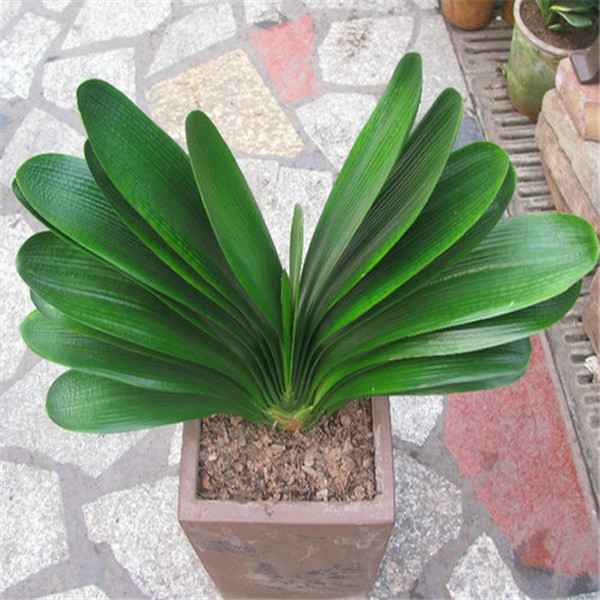 夏天君子兰怎么养最好 掌握这几招就可以让君子兰安全度夏