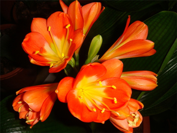 君子兰怎么施肥 君子兰的这四种施肥方法你都掌握了吗